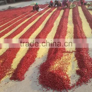 Chinese Manufacturer Export No Mould no Pesticide no Aflatoxin High Quality Chaotian Tianying Sanying Cutting Chilli thumbnail-3