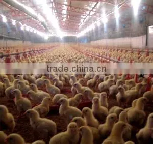 Poultry Chain Feeding System/Poultry Feeding System Manufactuer In China thumbnail-5