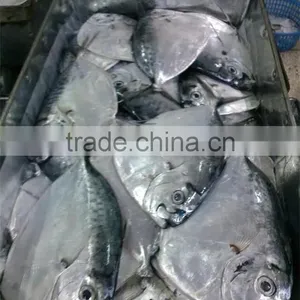 New Seafrozen Moonfish (Mene Maculata) thumbnail-1