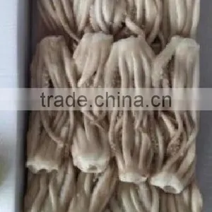 Squid Tentacle of Japanese Squid thumbnail-3