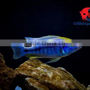 Aquarium Fish Wholesale From Thailand thumbnail-3