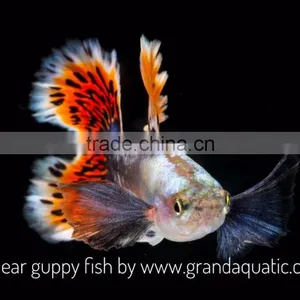 Big Ear Guppy for Freshwater Aquarium Fish Export Company From Thailand thumbnail-1