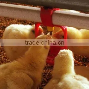 BIRDSITTER Poultry Farming Automatic Fried Chicken Equipment for Broiler thumbnail-4