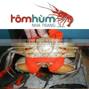 LIVE Egg Mud Crab Vietnam, Female Mud Crab thumbnail-2