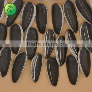 NON GMO Sunflower Seeds/Sunflower Seeds Kernel/Salted Sunflower Seeds thumbnail-5