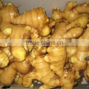 Ginger Fresh thumbnail-1