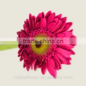 Diversified in Packaging Newest Gerbera Flower Rainbow Gerbera Daisy Flower With 20stems/bundle From Yunnan, China thumbnail-1