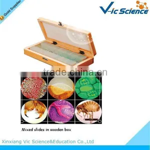 Medical Parasitological Prepard Slides Amoeba Section Set Microscope Parasite thumbnail-1