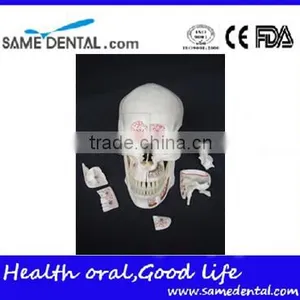 Dental Ten Section Skull Model DEA-40 thumbnail-4
