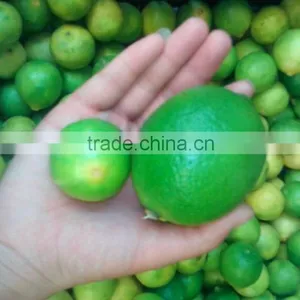 Fresh Small Green Lemon thumbnail-1
