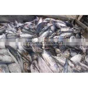 Sea Frozen Tuna for Canning thumbnail-1