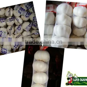 Snow White Garlic Crop 2012 thumbnail-1