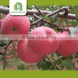 Plastic Decorative Small Red Apples Made in China thumbnail-1