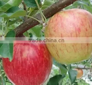 Japanese Various Delicious Apples thumbnail-3