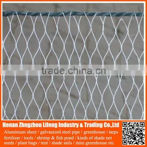 High Quality Anti Bird Net / pe Anti Bird Net / Plastic Bird Net for Protecting Grape,anti Bird Net Made in China China thumbnail-5