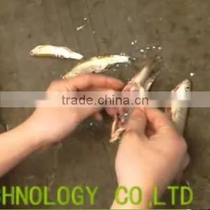 2017hot Selling Small Fish Gutting Machine/fish Organs Remover Machine/fish/ Belly-open Machine thumbnail-2