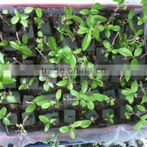 Phenol Resin Floral Foam Soilless Culture Substrates for Anthurium Planting in Greenhouse thumbnail-4