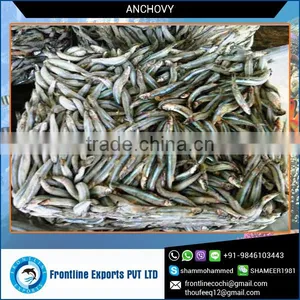 Frozen Whole Round Anchovy for Sale thumbnail-1