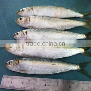 Sardine thumbnail-1