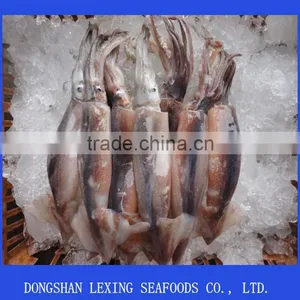 Frozen Illex Squid Whole Argentinus Sea Frozen thumbnail-1