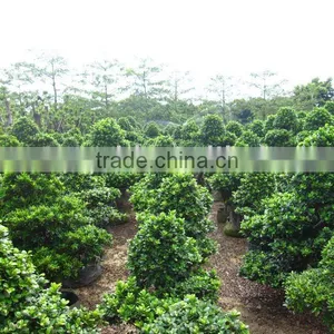 Ficus Microcarpa Landscaping Tree Big Nursery thumbnail-1