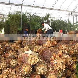 Cycas Revoluta Multi-heads Bare Root for Shipment thumbnail-1