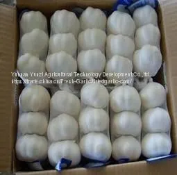 Fresh White Garlic thumbnail-1