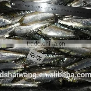 Frozen Sardine Supplier With Size 10 - 12 Pcs / kg thumbnail-3