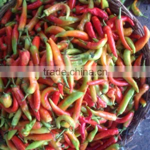 Banana Pepper in Brine thumbnail-2