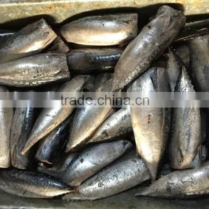 2015 Frozen Bonito HGT 150-300g/pc New Processing thumbnail-3