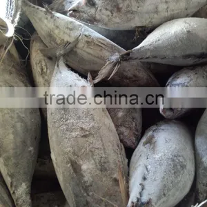 SkipJack Tuna ,stripe Tuna thumbnail-2