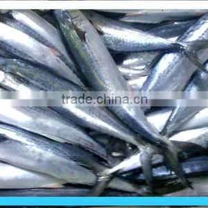 Frozen Pacific Mackerel thumbnail-2