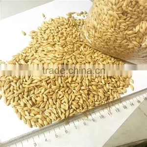 Bulk Container Supply of 2015 Crop Australian Beer Barley Hindmarsh thumbnail-1