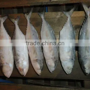 FROZEN INDIAN MACKEREL thumbnail-1