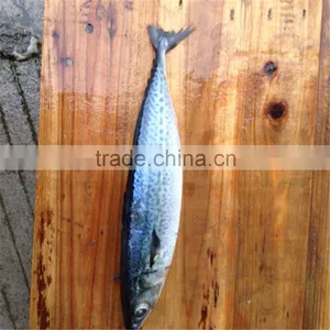 IQF Spotted Chub Mackerel for Sale thumbnail-1