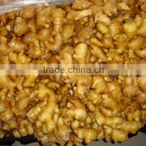 Yellow Color Fresh Ginger for Sale in China thumbnail-1