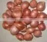High Quality Non-Peeled Part and Fresh,Fresh Style Fresh Onion Promotion thumbnail-2