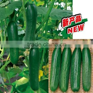New Hybrid Fruit Cucumber Seeds for Growing-15CU-26 thumbnail-1