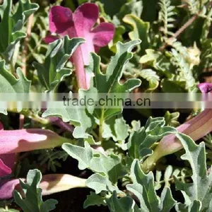Devils Claw (Harpagophytum Procumbens) thumbnail-1