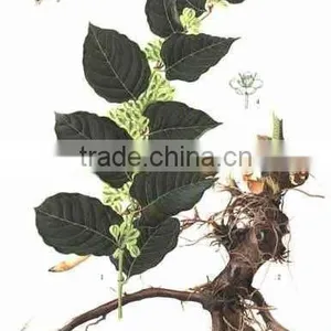 GMP Natural High Quality Tran-Resveratrol/Giant Knotweed Extract Powder thumbnail-2