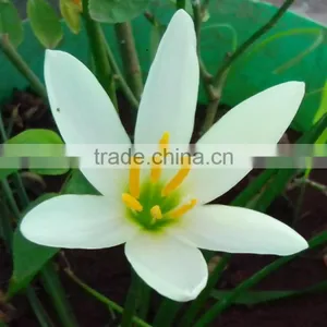 White Ginger Lilly Oil thumbnail-2