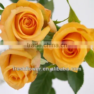 Fresh Flower of Multi-color Rose thumbnail-1