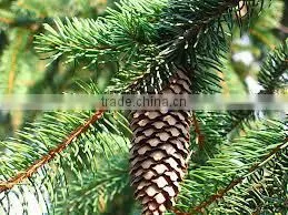100% Original Quality Pine Sylvestris Oil thumbnail-4