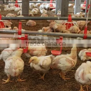 ^Agriculture Equipment for Poultry Drinking/chicken Egg Poultry Farm Equipment/poultry Nipple Drinking System thumbnail-1
