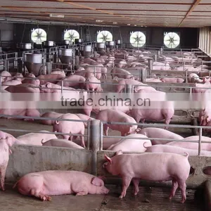 250mm PE Film Covered Single-Span Greenhouse For Cow/Pig Growing thumbnail-2