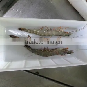 Frozen Shrimp and Noodles thumbnail-1