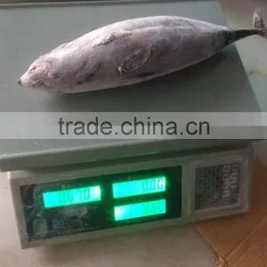 Bonito Tuna thumbnail-1