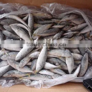 Frozen Horse Mackerel (small Size) thumbnail-1