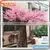Hot Sale Artificial Flower Tree Artificial Cherry Blossom Tree New Product Wedding Decor Ornamental Trees and Plants thumbnail-1