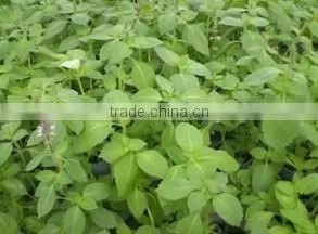 Ocimum Sanctum Extract thumbnail-2
